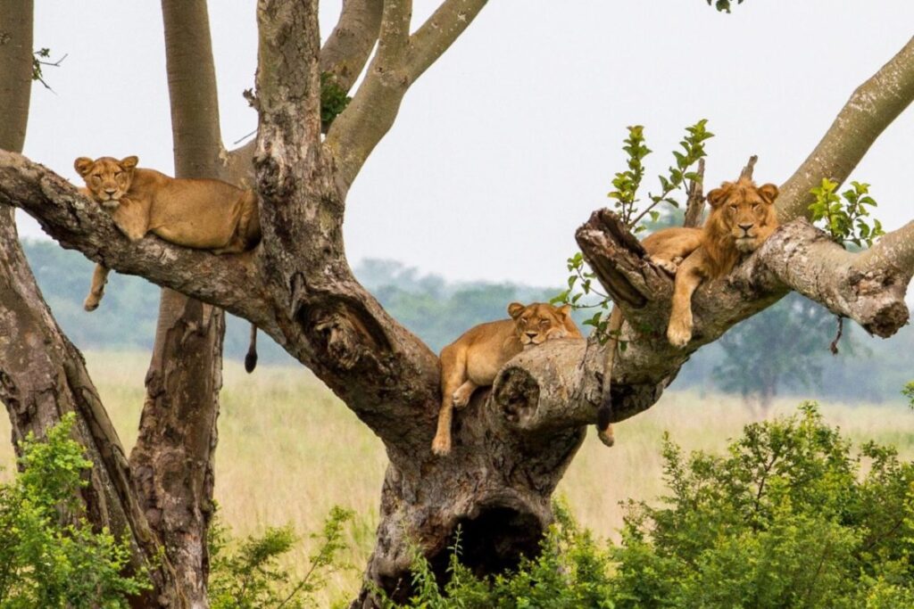 Tree climbing Lions safari