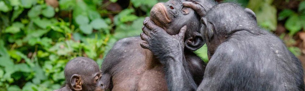 Chimpanzee-at-gombe-national-park