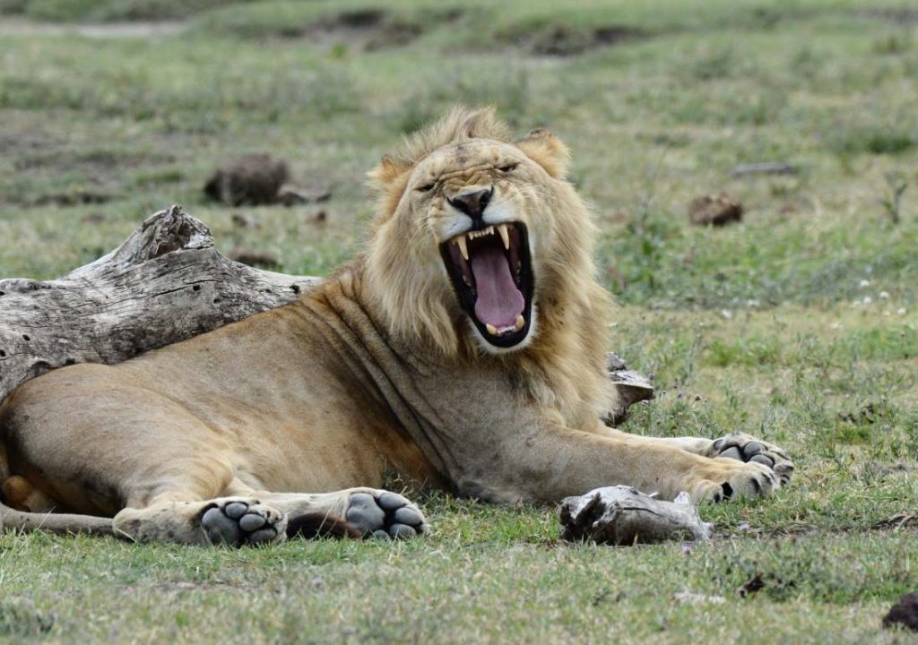 The lion is among of big cat of the native to Africa. It has a muscular, broad-chested body; short, rounded head; round ears; and a hairy tuft at the end of its tail. 